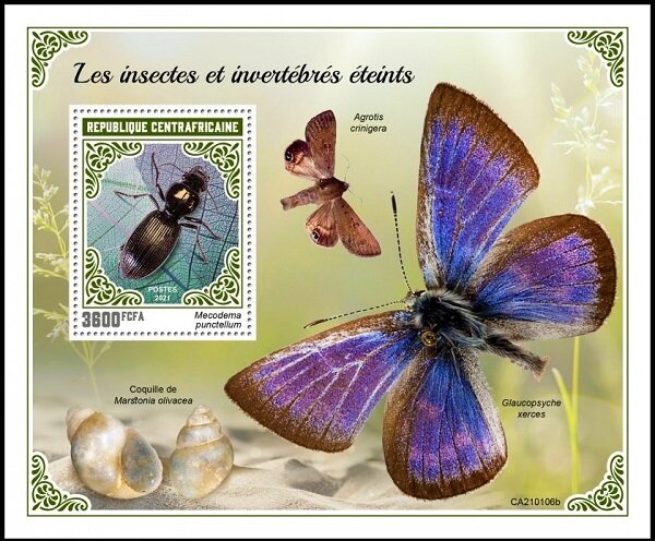 Mecodema punctellum