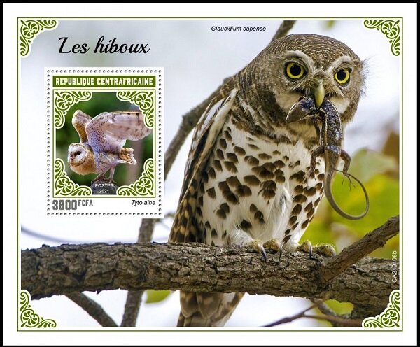 The Barn Owl (Tyto alba)