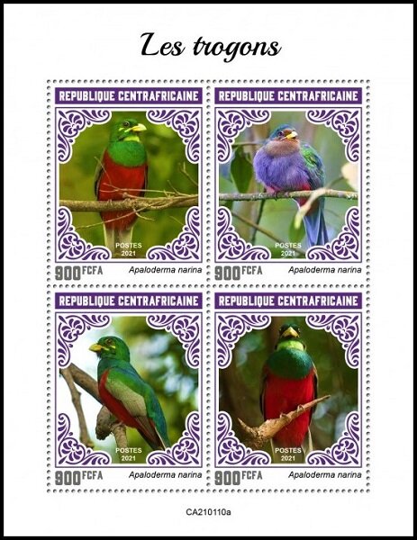 The Narina Trogon (Apaloderma narina)