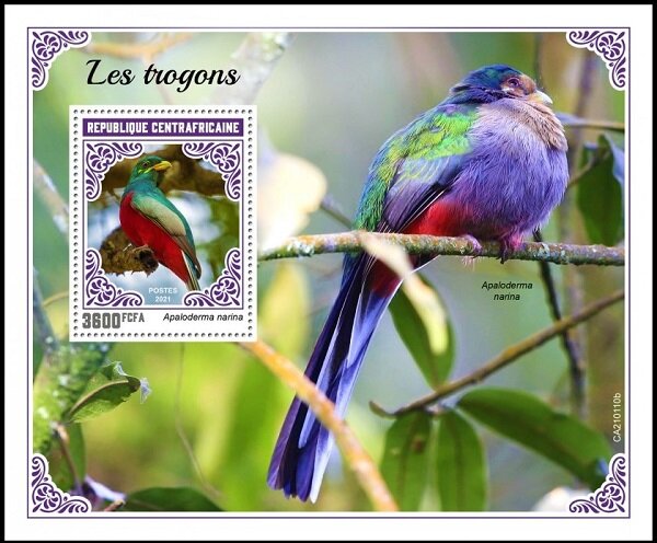 The Narina Trogon (Apaloderma narina)