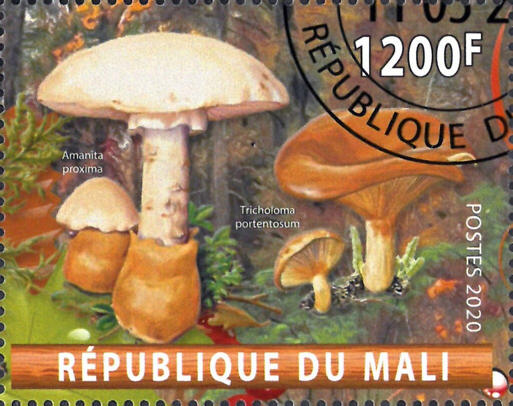 Amanita proxima and Tricholoma portentosum