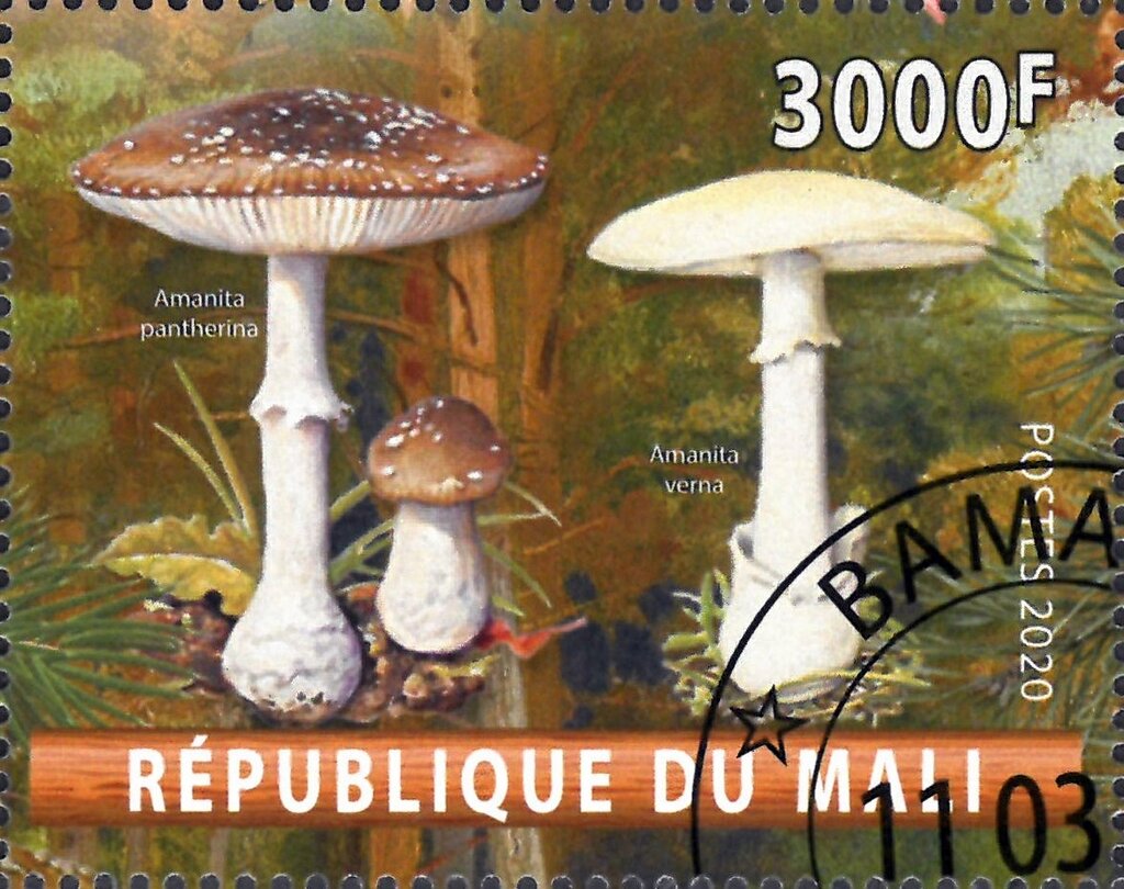 Amanita verna and pantherina