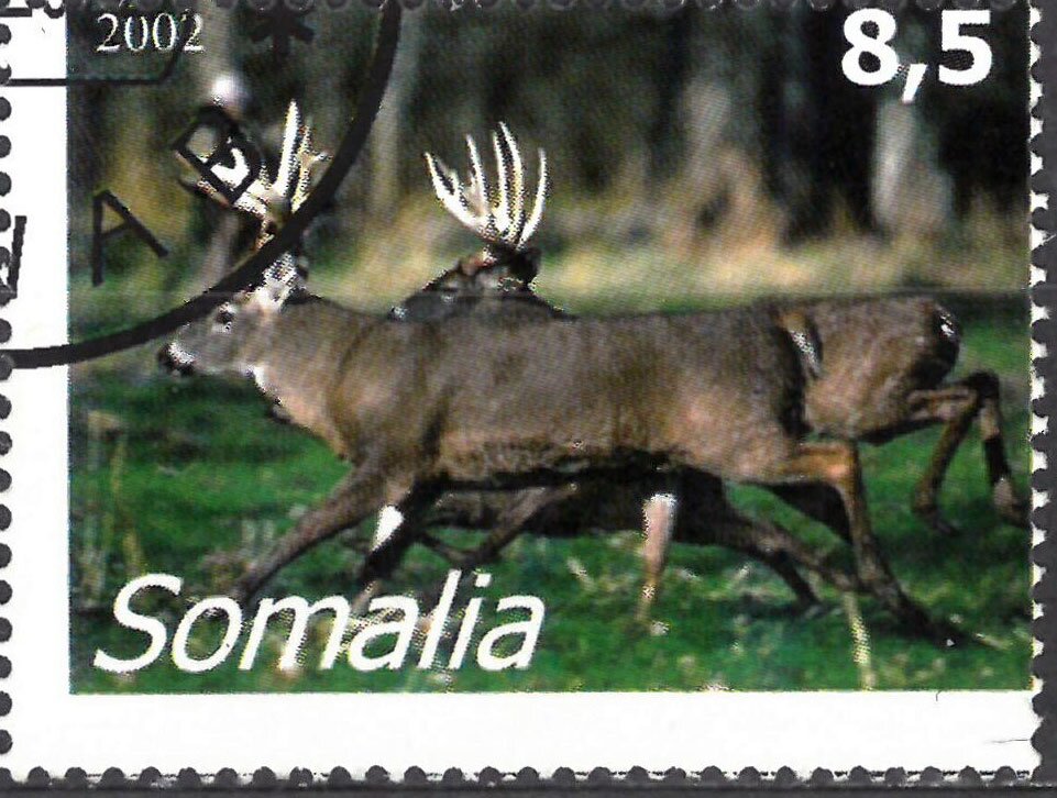 Animals
