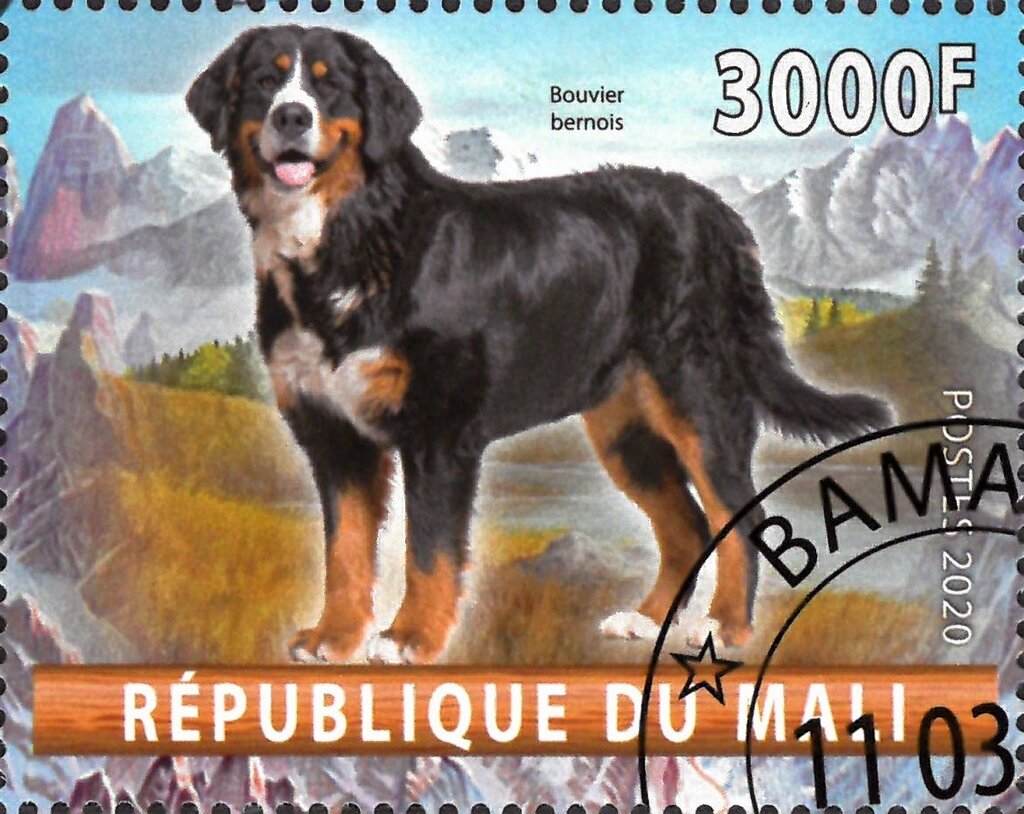 Bouvier bernois