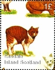 Cats
