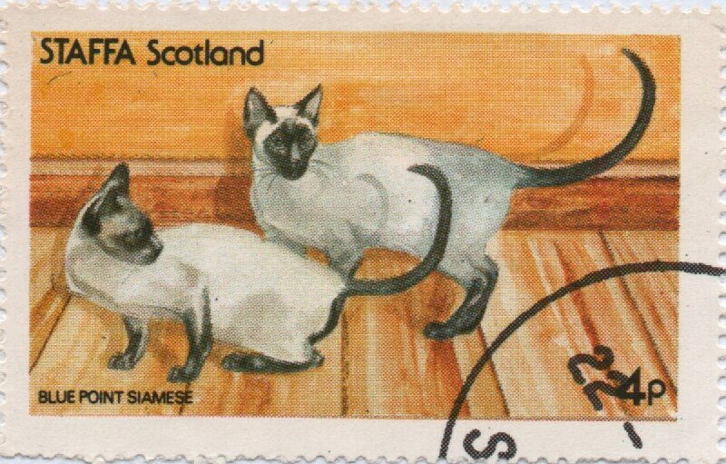 Cats