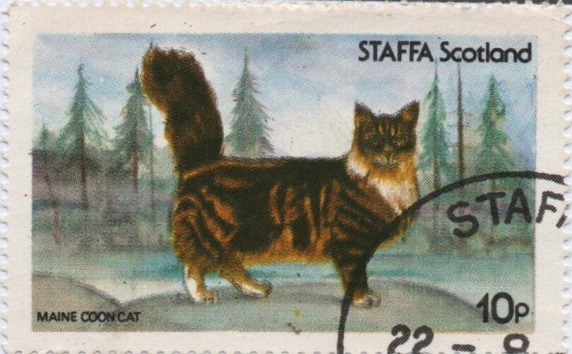Cats