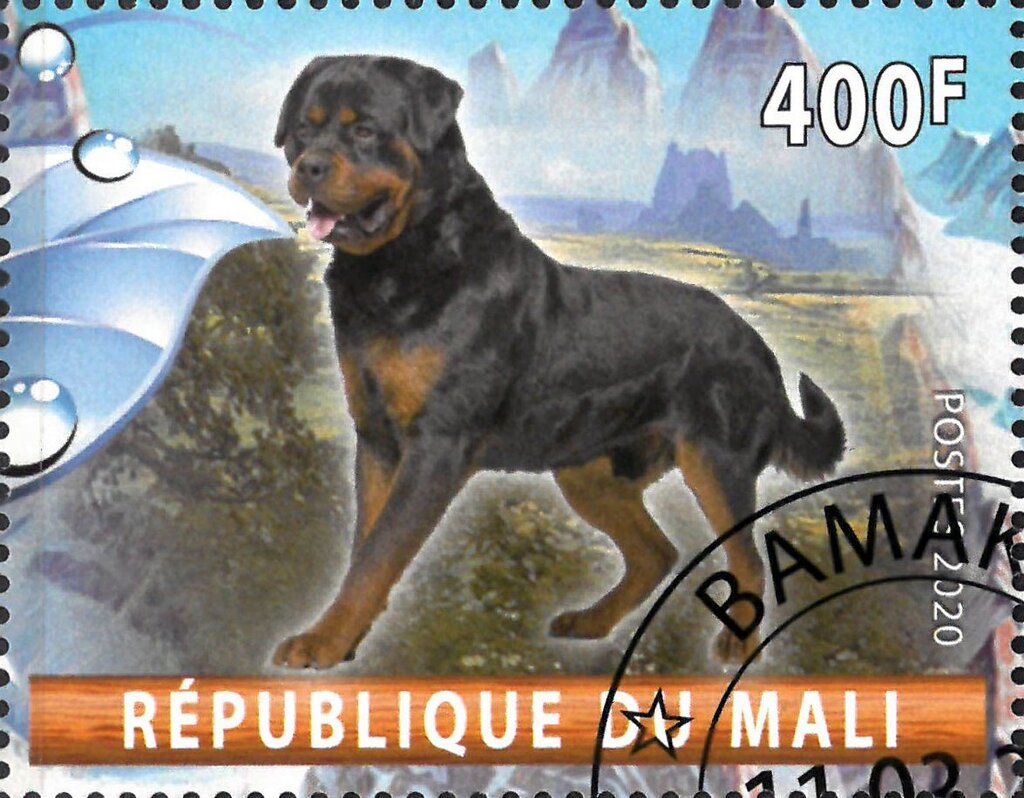 Dog