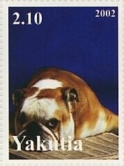 Dogs