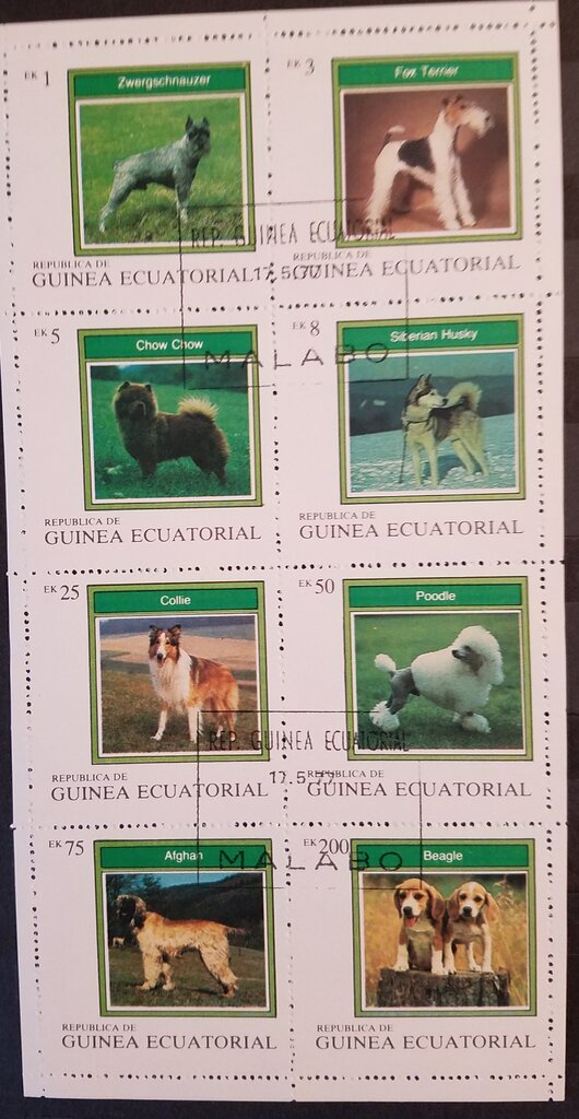 Dogs