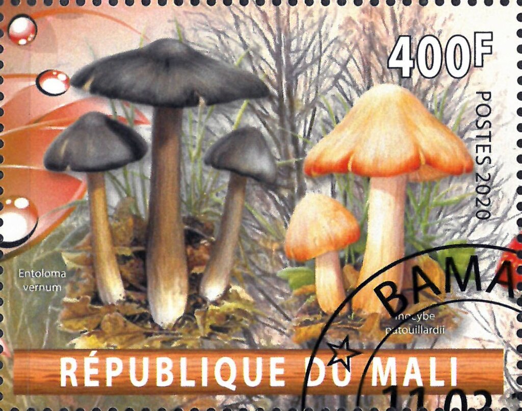 Entoloma vernum