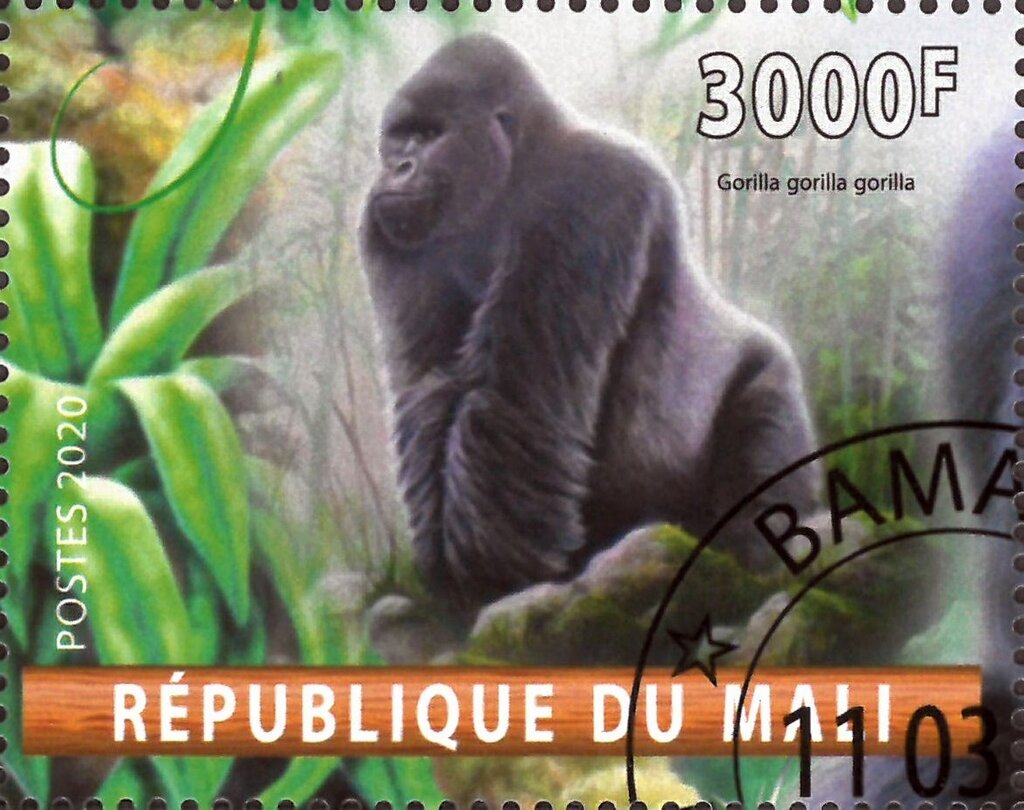 Gorilla gorilla gorilla