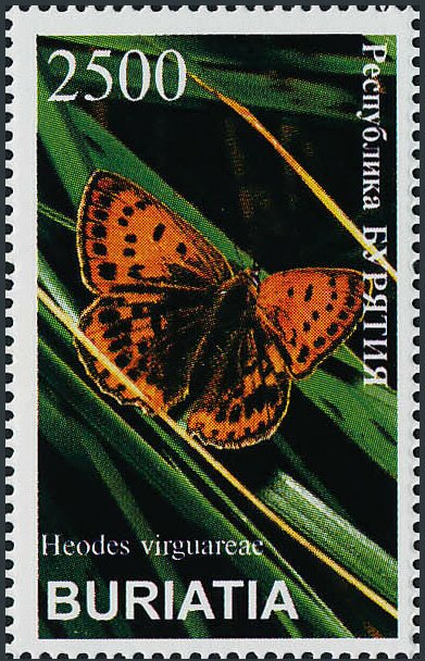 Heodes virguareae