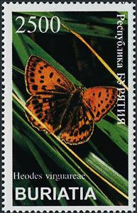 Stamp, Heodes virguareae, Cinderellas,  , Butterflies