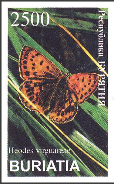 Heodes virguareae
