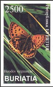 Stamp, Heodes virguareae, Cinderellas,  , Butterflies
