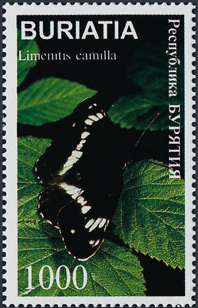 Limenitis camilla