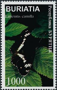 Stamp, Limenitis camilla, Cinderellas,  , Butterflies