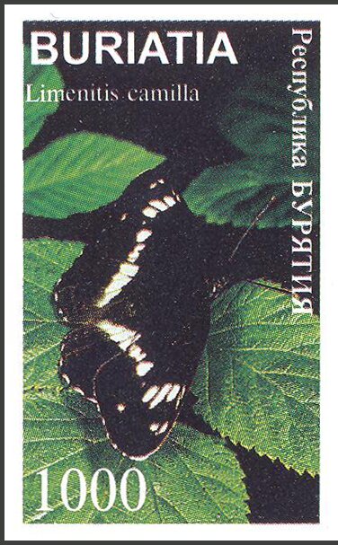 Limenitis camilla