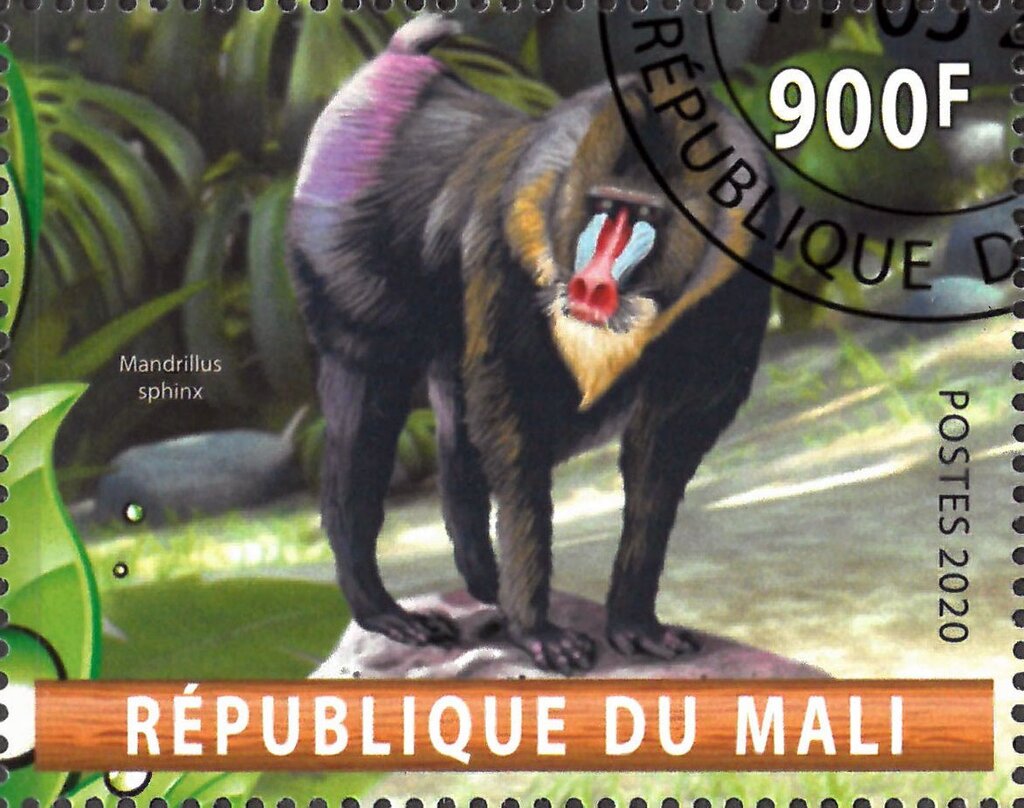 Mandrillus sphinx