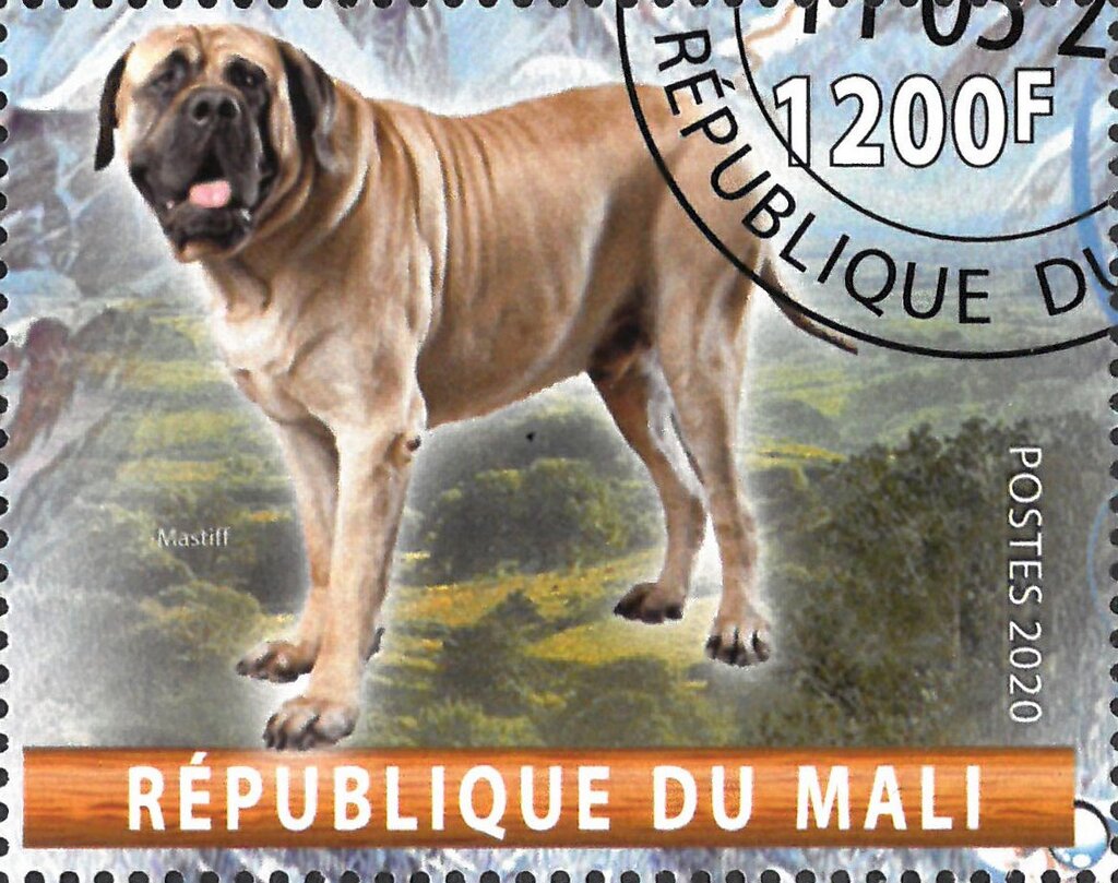 Mastiff