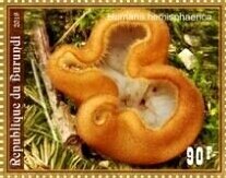 Mushrooms