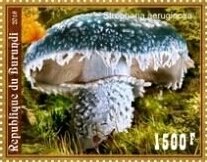 Mushrooms