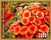 Mushrooms