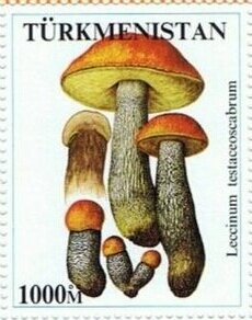 Mushrooms