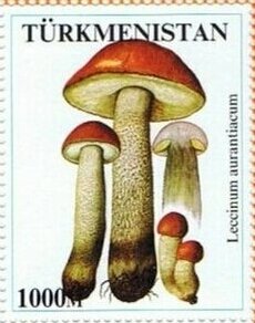Mushrooms