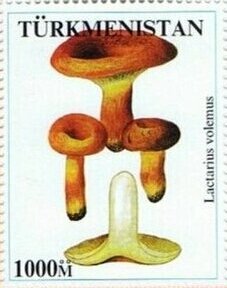 Mushrooms