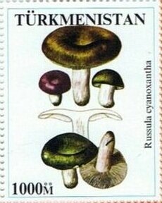 Mushrooms