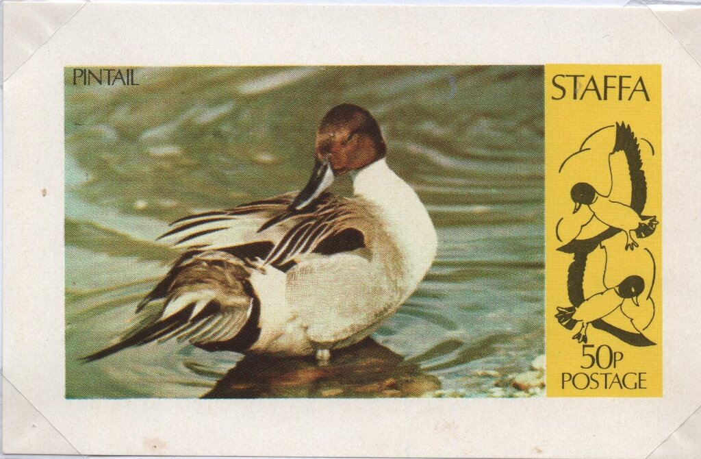 Northern Pintail
