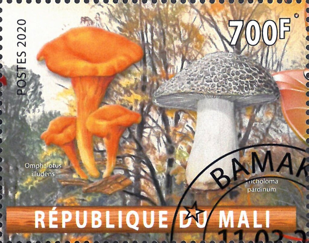 Omphalotus illudens and Tricholoma pardinum