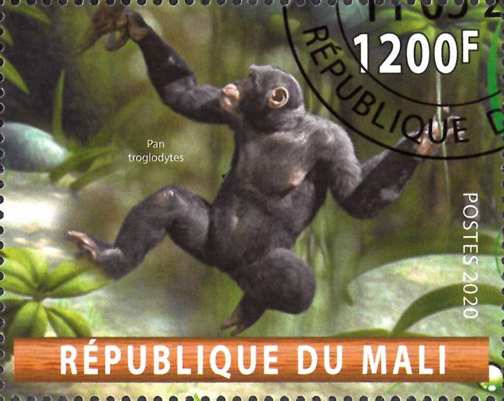 Pan troglodytes