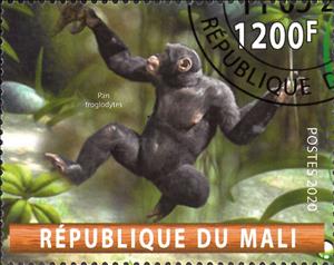 Stamp, Pan troglodytes, Cinderellas,  , Animals (Fauna), Mammals, Monkeys