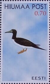 Seabirds