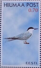 Seabirds