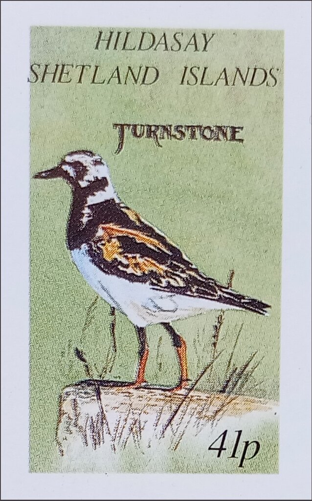 Turnstone