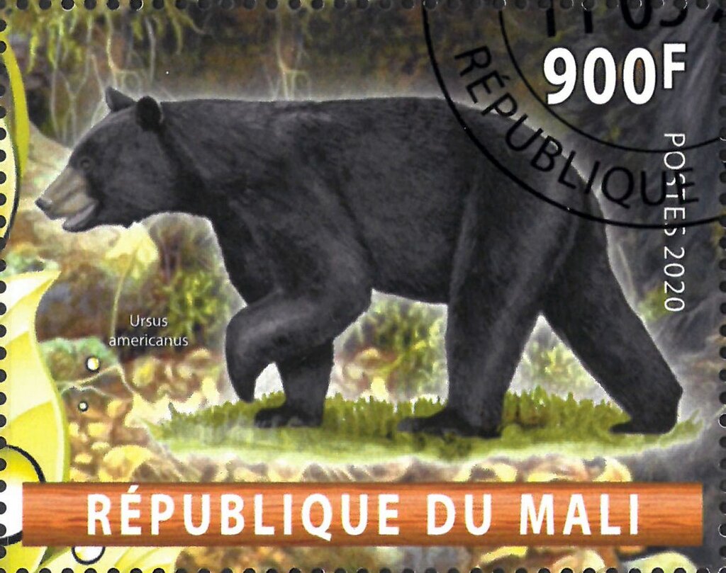 Ursus americanos