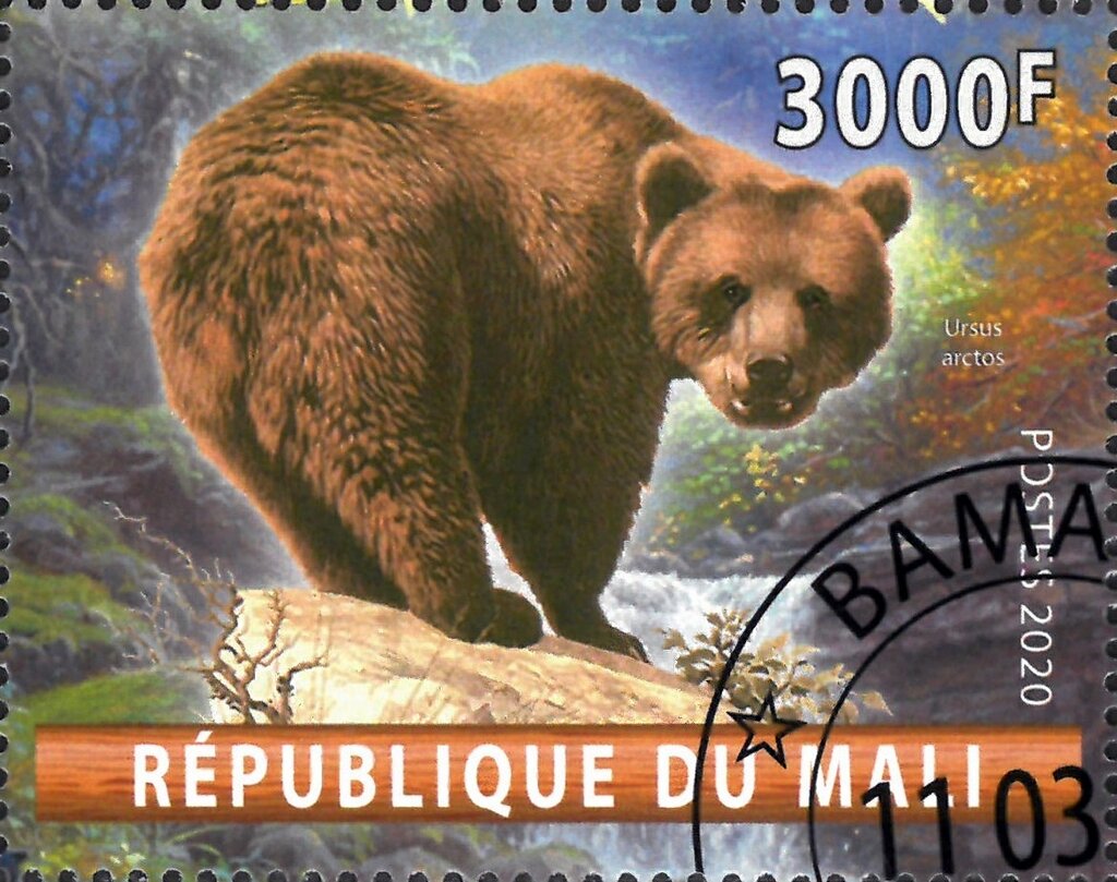 Ursus arctos
