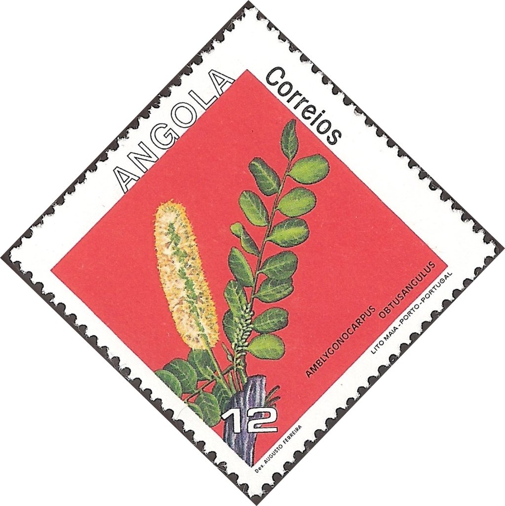 Flowers of Angola
