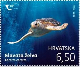 Loggerhead Sea Turtle (Caretta caretta)
