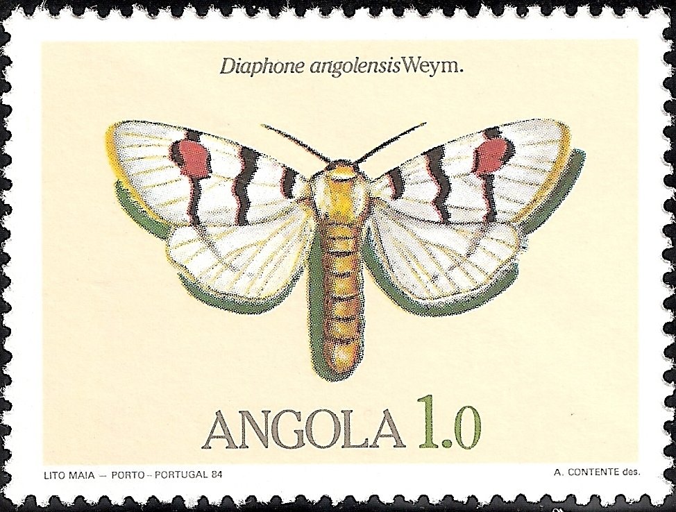 Cherry Spot (Diaphone angolensis)
