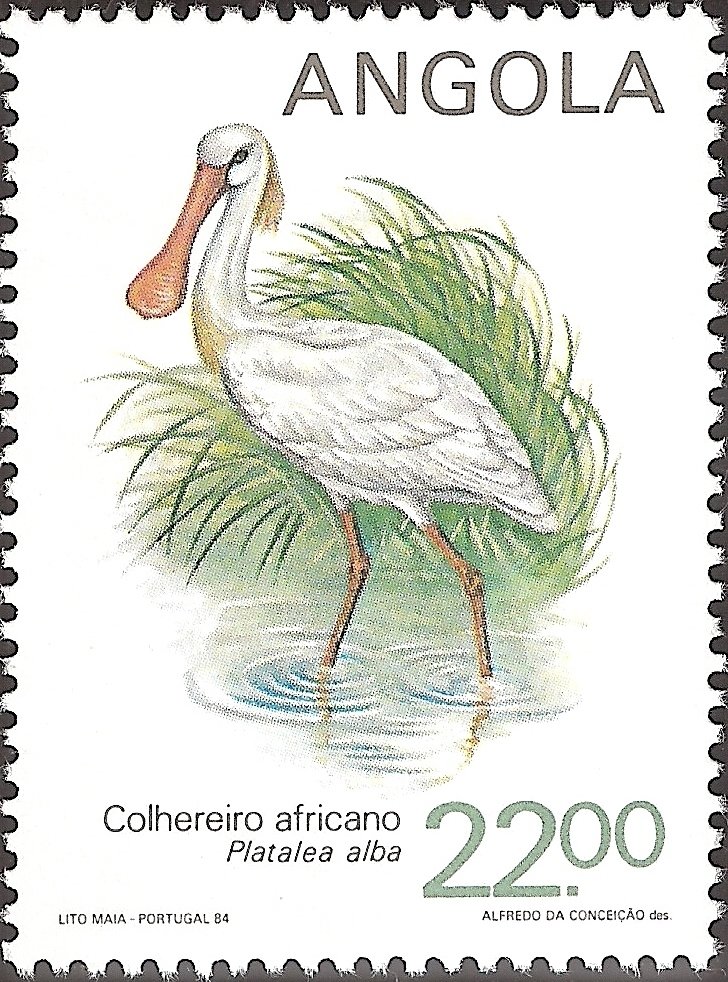 African Spoonbill (Platalea alba) 