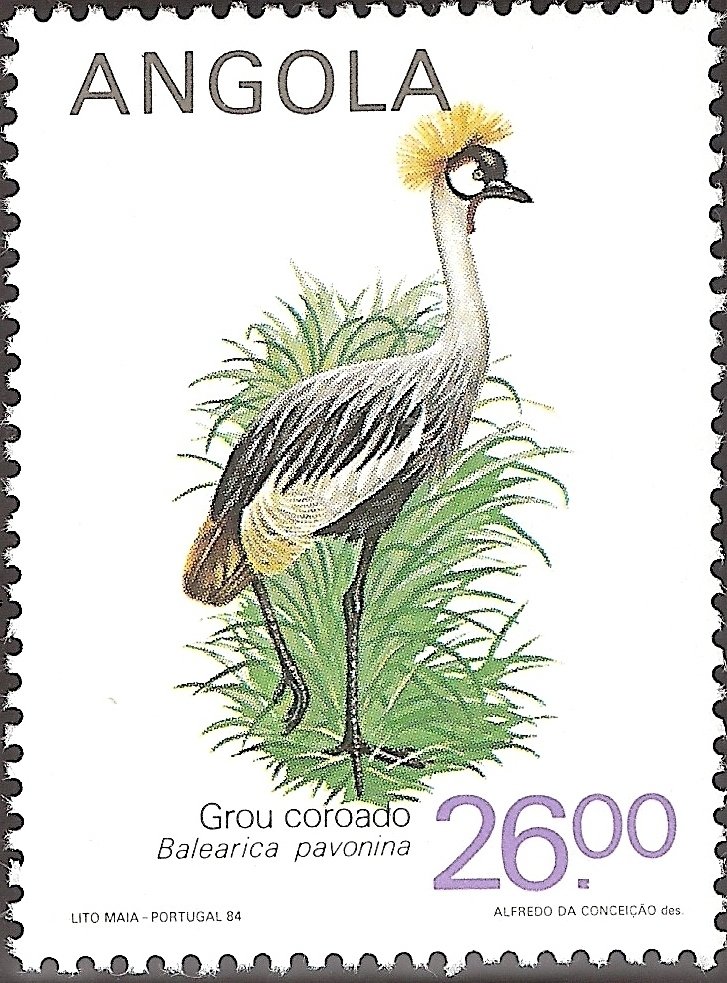 Black Crowned Crane (Balearica pavonina) 