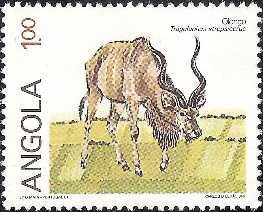 Greater Kudu (Tragelaphus strepsicerus)