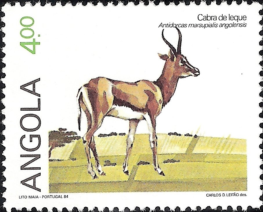 Angolan Springbok (Antidorcas marsupalis angolensis) 