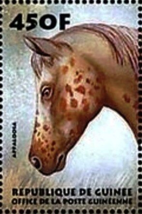 Appaloosa