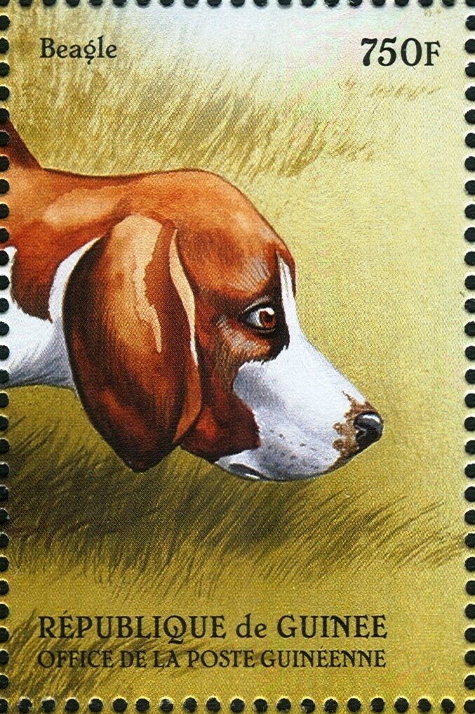 Beagle